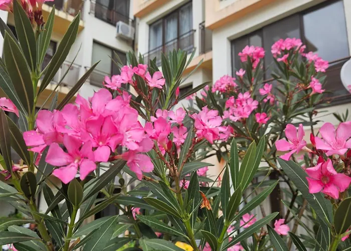 Sannybeach Amberbeach Bulgaria A14-1 * Sunny Beach